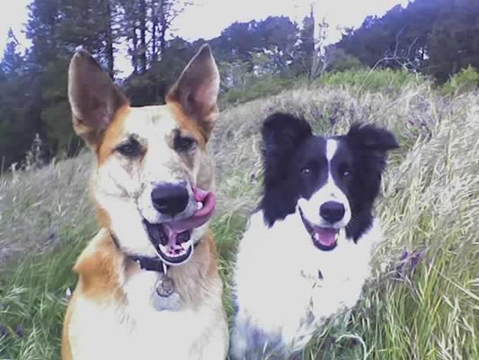 Two dogs sitting in a meadow