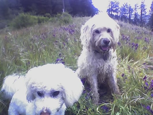 Two small dogs in a field of wildflowers